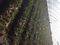 蓝色浪潮采摘园-蓝呗呗蓝莓草莓采摘园(通州区马驹桥店)