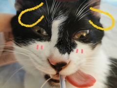 -伟伟宠物医院·CT影像中心·瑞派犬猫综合性门诊(汉口总院)