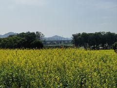 -光明小镇欢乐田园
