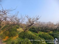 -南京市溧水区傅家边梅花山弄山庄
