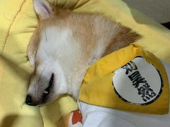 -逗柴咖啡屋·狗咖猫咖宠物桌游