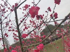-常德桃花源景区