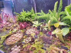 -中国科学院西双版纳热带植物园