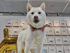 -柴务处·柴犬主题狗咖