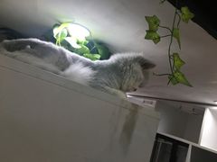 -李小姐の猫咖啡馆(五角场店)