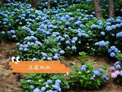 -寂照庵