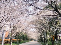 -高东镇樱花园