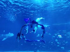 -烟台海昌鲸鲨海洋公园