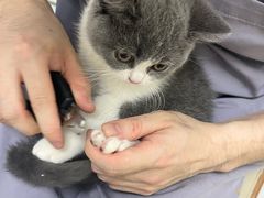 -达爱动物医院·犬猫分区·CT·复杂眼科(远洋山水分院)
