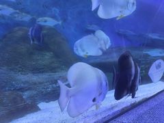 -大连圣亚海洋世界