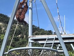 -西霞口神雕山野生动物世界