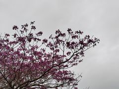 -天适樱花悠乐园