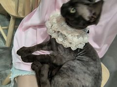 -楼上猫咖(罗湖店)