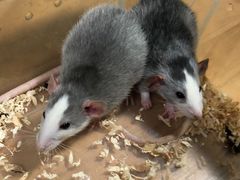 -藦茜花园宠物主题亲子互动体验馆(国顺东路店)