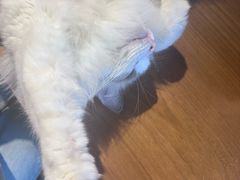 -猫猫幼稚园·撸猫·桌游·电玩