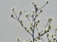 -黎阳老街