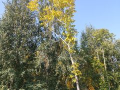 -群力丁香公园