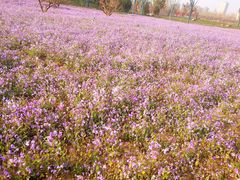 -汉长安城未央宫国家考古遗址公园