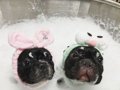 -Oh My Dog宠物沙龙(伊珊娜皮毛护理店)