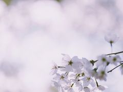 -南汇桃花村