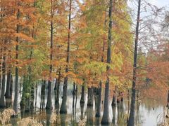 -白鹭湾湿地公园