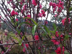 iphone_upload_pic-丹樱生态园