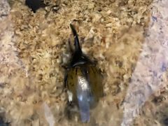 -上海大自然野生昆虫馆(东方明珠·爬宠昆虫探索中心)
