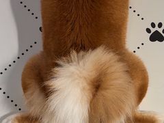 -毛绒耶耶撸宠馆·猫咖·狗咖·荷兰猪咖