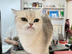 -琪喵猫屋·撸猫猫咖·猫舍