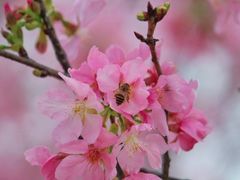 -天适樱花悠乐园