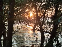 -宝安西湾红树林湿地公园