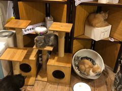 -more than meow吴止猫主题餐厅(承德 中船汇店)