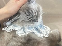 -怪兽屋·羊驼·猫咖·狗咖(俊华广场店)