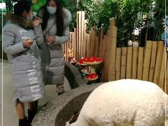 -萌宠奇缘