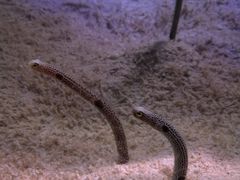 -鹿儿岛水族馆