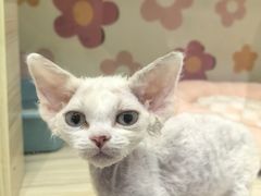 -momokira米努特·德文卷毛猫·棉花面纱犬