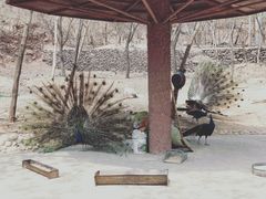 -石家庄市动物园