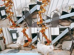 -喵屿·大理花园猫咖