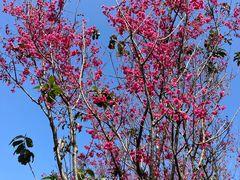 -深圳市中科院仙湖植物园