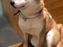 -柴务处·柴犬主题狗咖