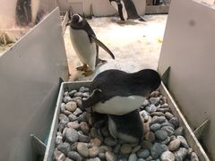 -大连圣亚海洋世界