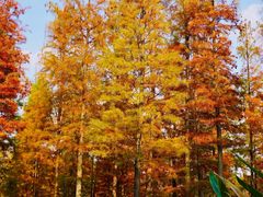 -白鹭湾湿地公园