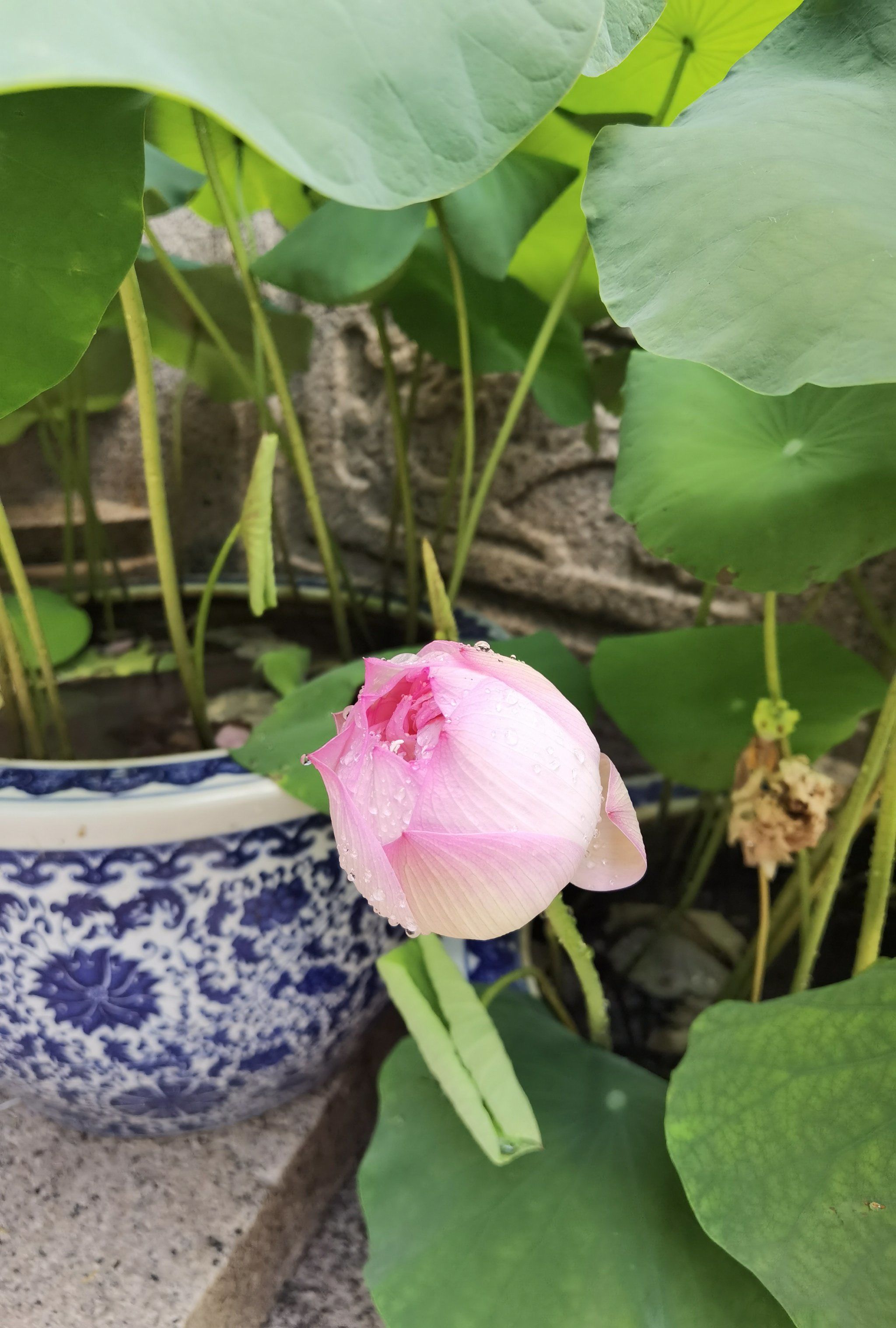 碗莲花是一种小型荷花.又名白莲,芙蓉,属