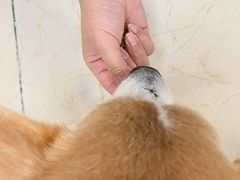 -美联众合动物医院·24h转诊中心
