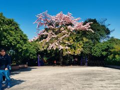 -大屏嶂森林公园