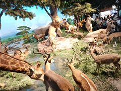 -国家自然博物馆