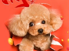 -读宠于你·约克夏比熊·睫角守宫·爬宠售卖(高新店)