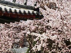 -桃花堤公园