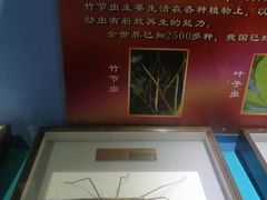 -上海昆虫博物馆