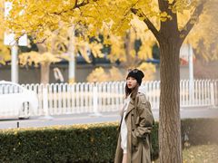 -三里屯东五街银杏大道